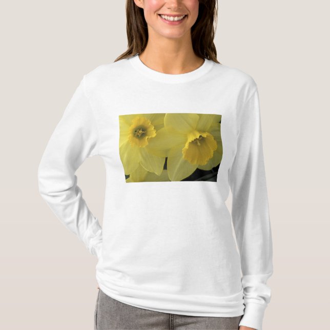 USA, Utah, Cache Valley Daffodils T-Shirt (Front)