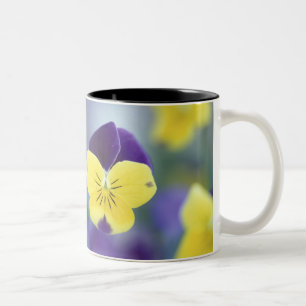 USA, Utah, Cache Valley Detail of a Johnny Jump Two-Tone Coffee Mug