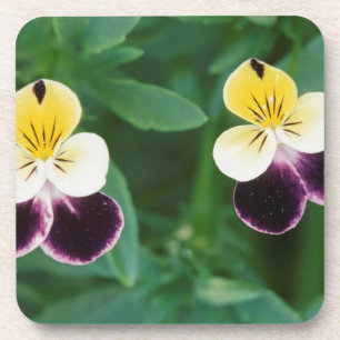 USA, Utah, Cache Valley, Johnny Jump Up Coaster