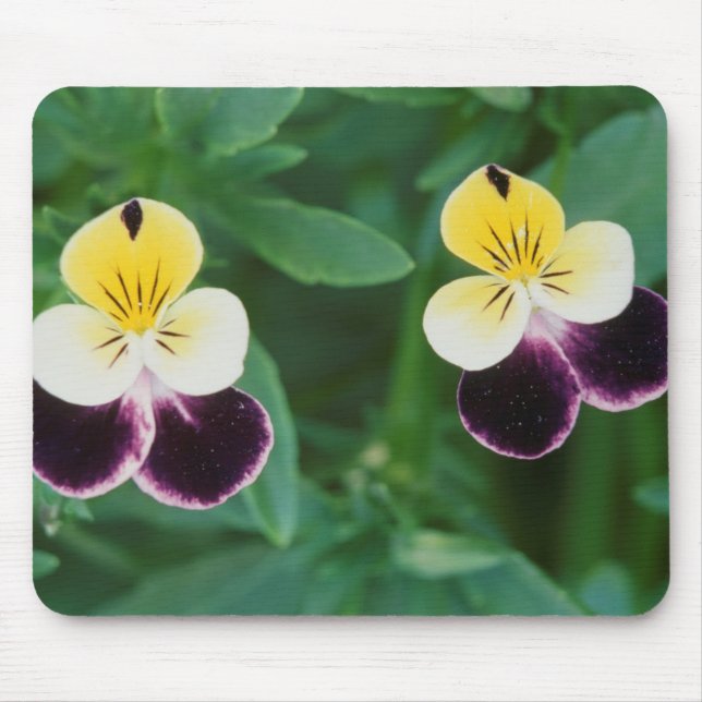USA, Utah, Cache Valley, Johnny Jump Up Mouse Pad (Front)
