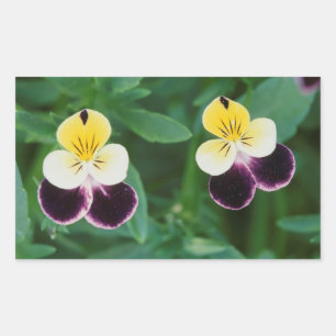 USA, Utah, Cache Valley, Johnny Jump Up Sticker