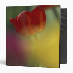 USA, Utah, Cache Valley Tulips in a garden Binder