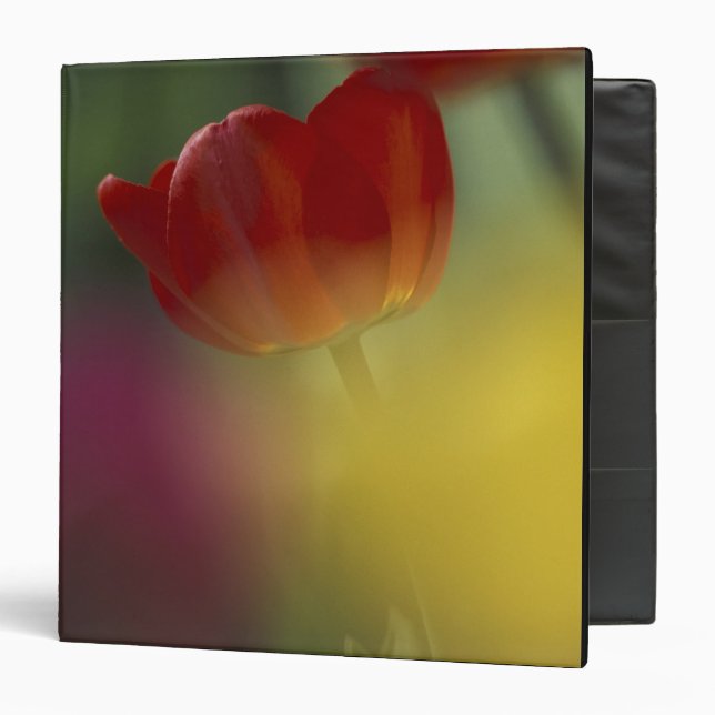 USA, Utah, Cache Valley Tulips in a garden Binder (Front/Inside)