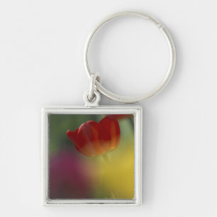 USA, Utah, Cache Valley Tulips in a garden Keychain
