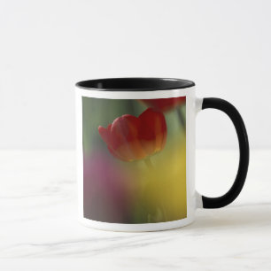 USA, Utah, Cache Valley Tulips in a garden Mug