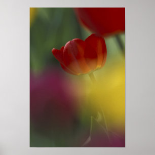 USA, Utah, Cache Valley Tulips in a garden Poster