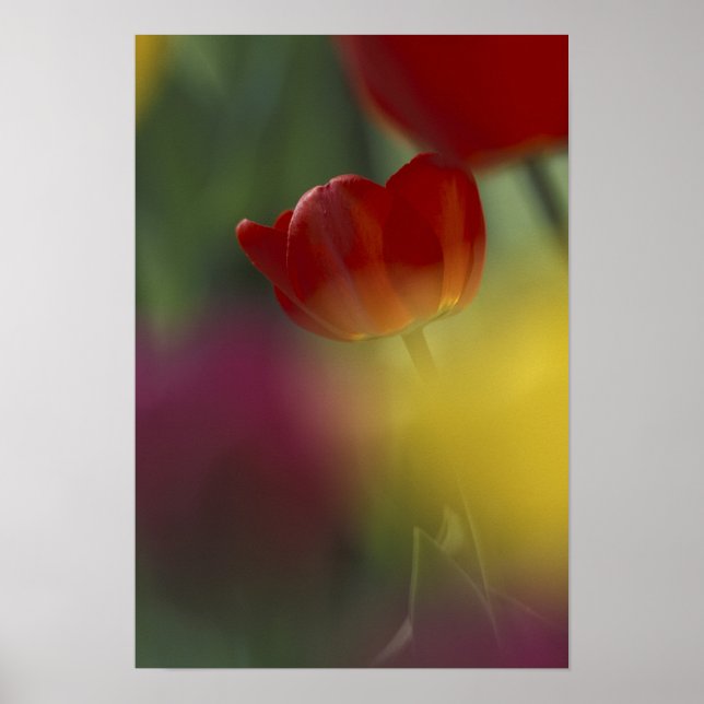 USA, Utah, Cache Valley Tulips in a garden Poster (Front)