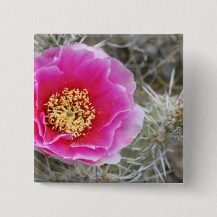 USA, Utah, Canyonlands NP, Desert Prickly Pear 2 Inch Square Button