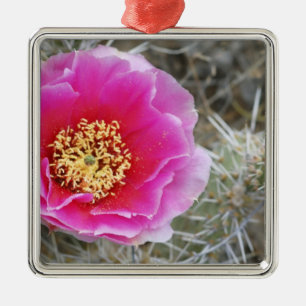 USA, Utah, Canyonlands NP, Desert Prickly Pear Metal Ornament