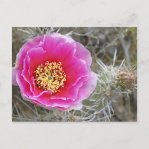 USA, Utah, Canyonlands NP, Desert Prickly Pear Postcard