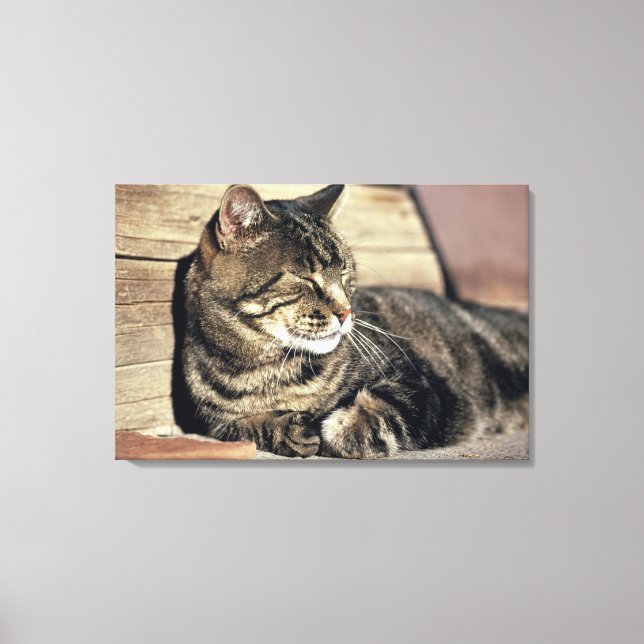 USA, Utah, Capitol Reef NP. Sleeping tabby cat Canvas Print (Front)