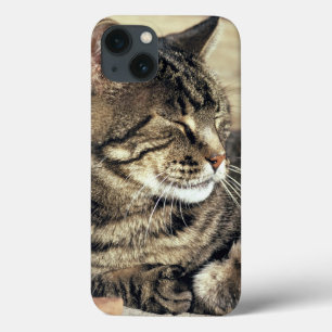 USA, Utah, Capitol Reef NP. Sleeping tabby cat iPhone 13 Case