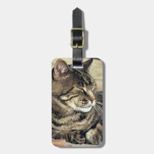 USA, Utah, Capitol Reef NP. Sleeping tabby cat Luggage Tag