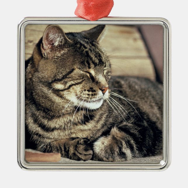 USA, Utah, Capitol Reef NP. Sleeping tabby cat Metal Ornament (Front)