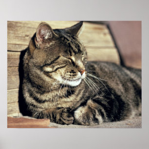 USA, Utah, Capitol Reef NP. Sleeping tabby cat Poster