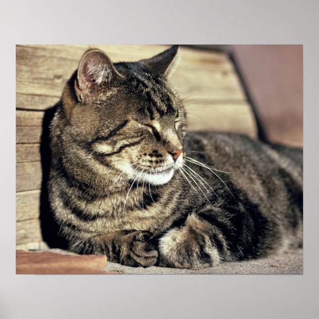 USA, Utah, Capitol Reef NP. Sleeping tabby cat Poster (Front)