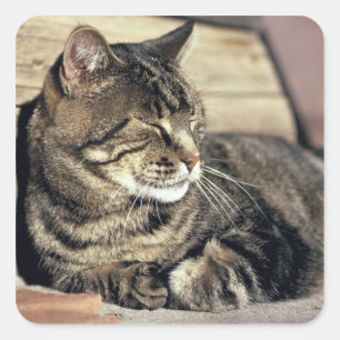 USA, Utah, Capitol Reef NP. Sleeping tabby cat Square Sticker