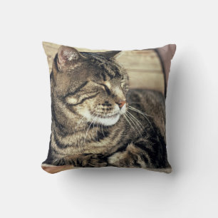 USA, Utah, Capitol Reef NP. Sleeping tabby cat Throw Pillow