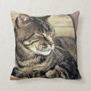 USA, Utah, Capitol Reef NP. Sleeping tabby cat Throw Pillow
