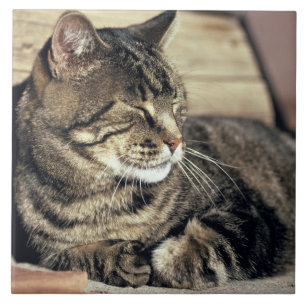 USA, Utah, Capitol Reef NP. Sleeping tabby cat Tile