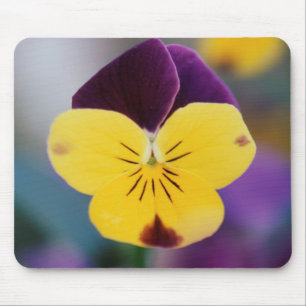 USA, Utah, Close-Up of Viola tricolor in garden Mouse Pad