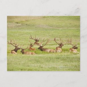 USA, Utah, Group of bull Elk (Cervus canadensis) Postcard