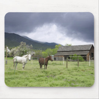 USA, Utah, Horses on ranch Mouse Pad