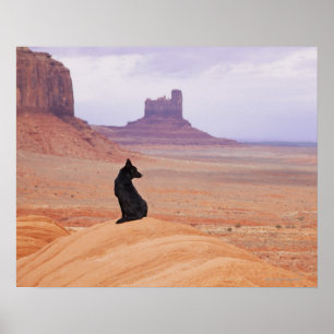 USA, Utah, Monument Valley, Dog sitting on rock Poster