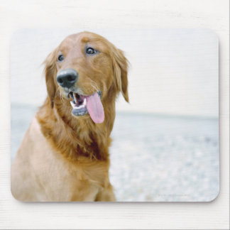 USA, Utah, Salt Lake City, Half shaved Golden Mouse Pad