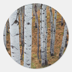 USA, Utah, Uinta-Wasatch-Cache National Forest 2 Classic Round Sticker
