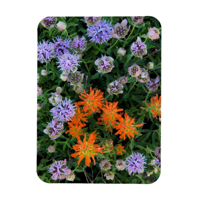 USA, Utah, Uinta-Wasatch-Cache National Forest 3 Magnet (Vertical)