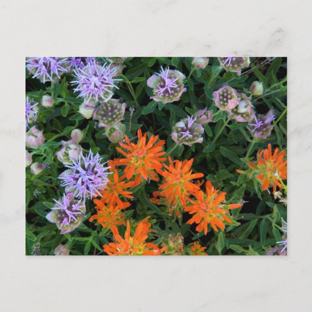 USA, Utah, Uinta-Wasatch-Cache National Forest 3 Postcard (Front)