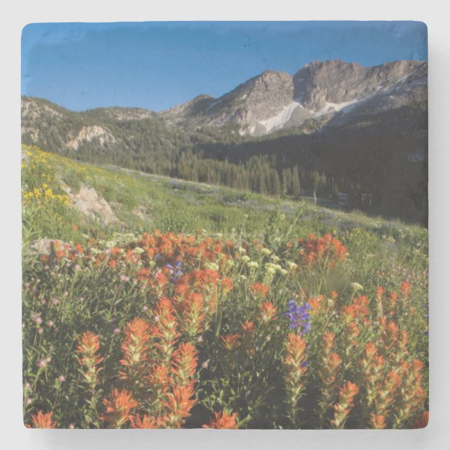 USA, Utah, Uinta-Wasatch-Cache National Forest Stone Coaster (Front)