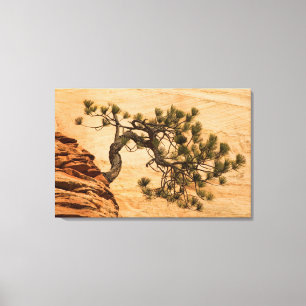 USA, Utah, Zion National Park. Pine tree Canvas Print