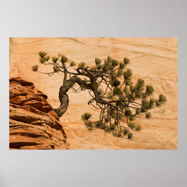 USA, Utah, Zion National Park. Pine tree Poster (Front)
