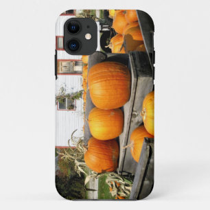 USA, Vermont. Pumpkins iPhone 11 Case