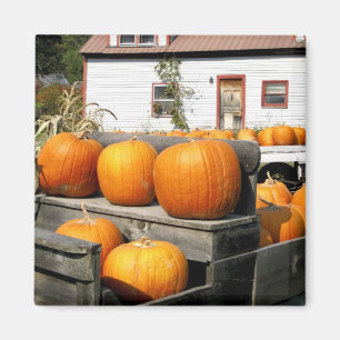 USA, Vermont. Pumpkins Magnet