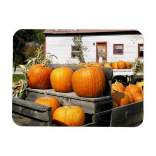 USA, Vermont. Pumpkins Magnet