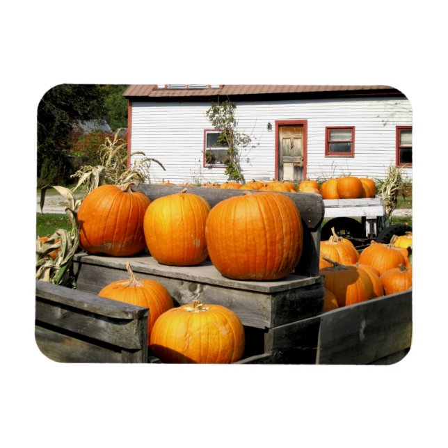 USA, Vermont. Pumpkins Magnet (Horizontal)