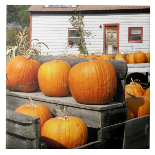 USA, Vermont. Pumpkins Tile (Front)