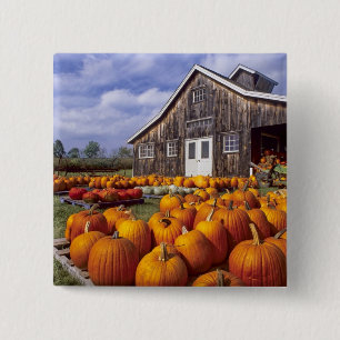 USA, Vermont, Shelbourne, Pumpkins 2 Inch Square Button