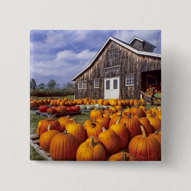 USA, Vermont, Shelbourne, Pumpkins 2 Inch Square Button (Front)