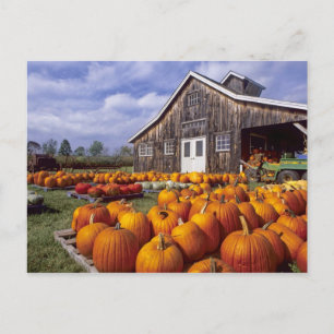 USA, Vermont, Shelbourne, Pumpkins Postcard