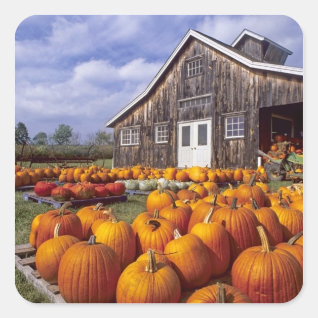 USA, Vermont, Shelbourne, Pumpkins Square Sticker (Front)