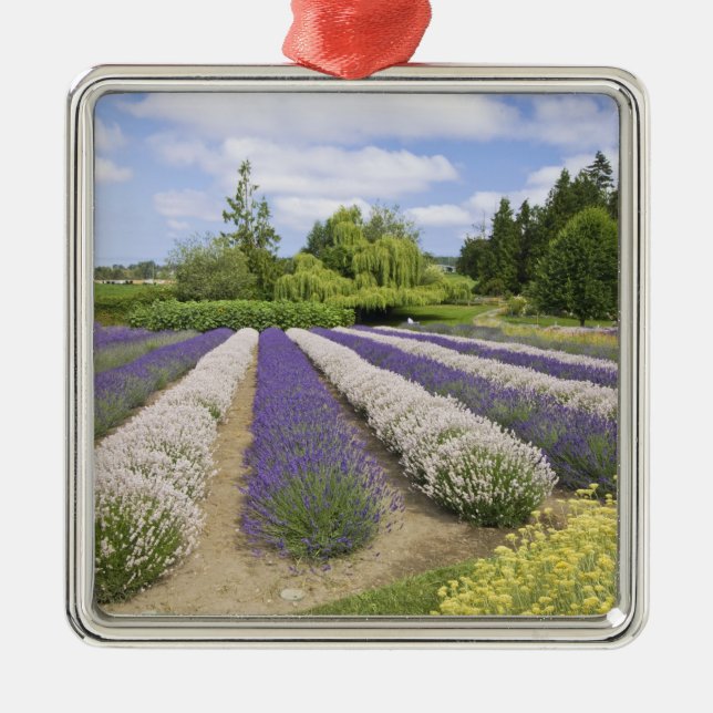 USA, WA, Sequim, Purple Haze Lavender Farm Metal Ornament (Front)