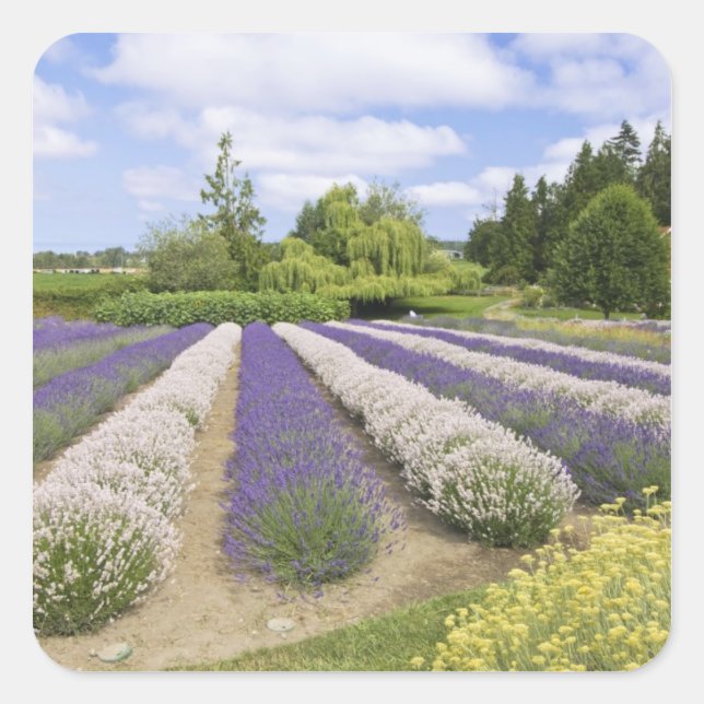 USA, WA, Sequim, Purple Haze Lavender Farm Square Sticker (Front)