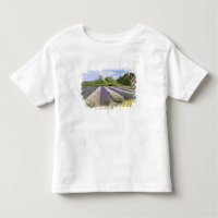 USA, WA, Sequim, Purple Haze Lavender Farm