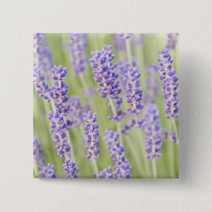 USA, WA, Squim, Lavendar (Selective Focus) 2 Inch Square Button
