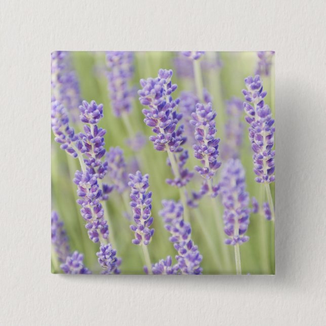 USA, WA, Squim, Lavendar (Selective Focus) 2 Inch Square Button (Front)