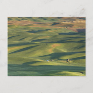 USA, WA, Whitman Co., Palouse Farm Fields From Postcard